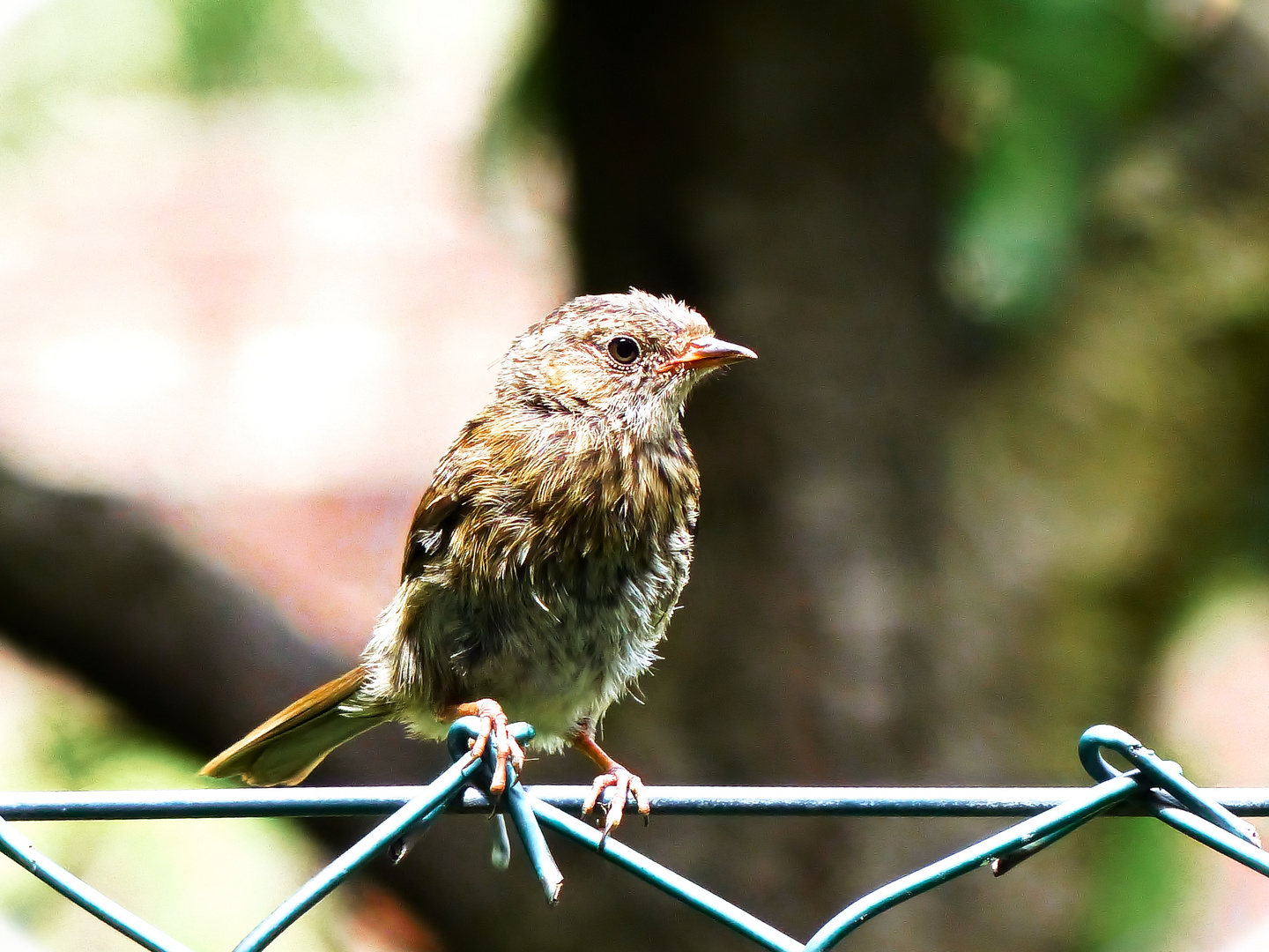 Heckenbraunelle (Junges) Schnappschuss auf Gartenzaun"Guck" 