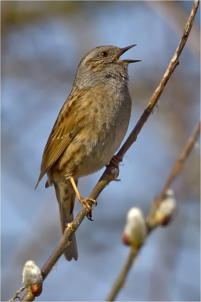 Heckenbraunelle - L'Accenteur mouchet (Prunella modularis)