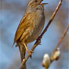 Heckenbraunelle - L'Accenteur mouchet (Prunella modularis)