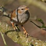 Heckenbraunelle, mit blödem Schattenfleck