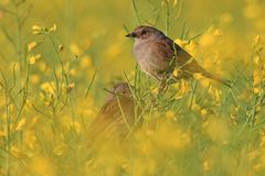 Heckenbraunelle mit Jungvogel im Raps