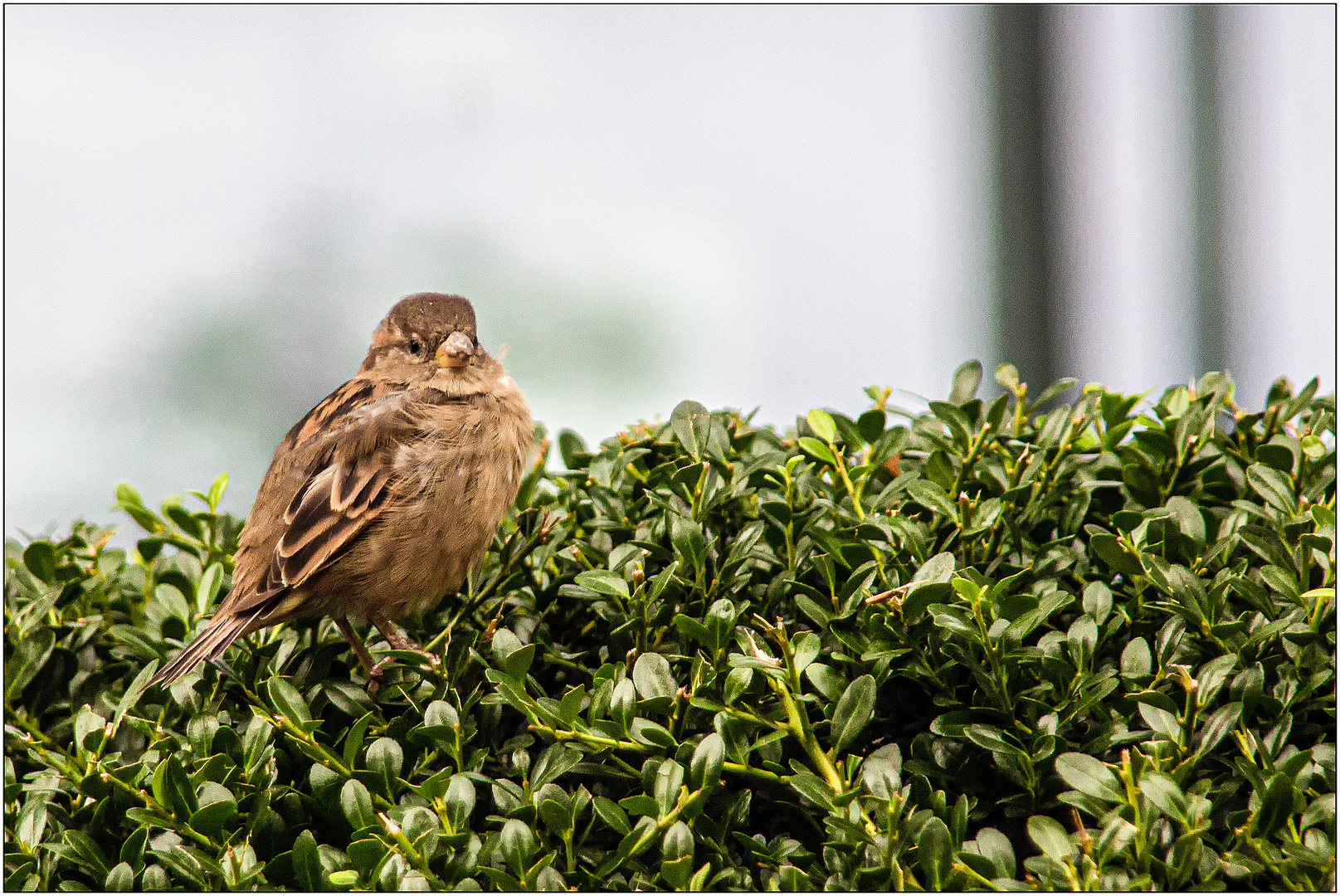 Heckenbraunelle ... oder Spatz ?