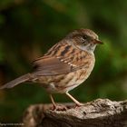  - HECKENBRAUNELLE -  (Pruella modularis)