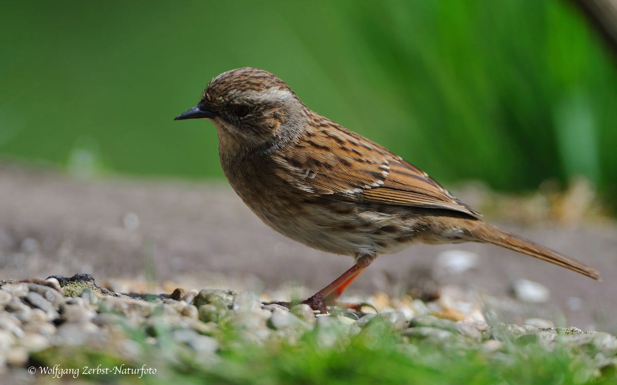 --- Heckenbraunelle --- ( Prunella modulais )