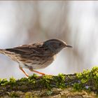 Heckenbraunelle (Prunella modularis)...