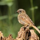 Heckenbraunelle ( Prunella modularis )