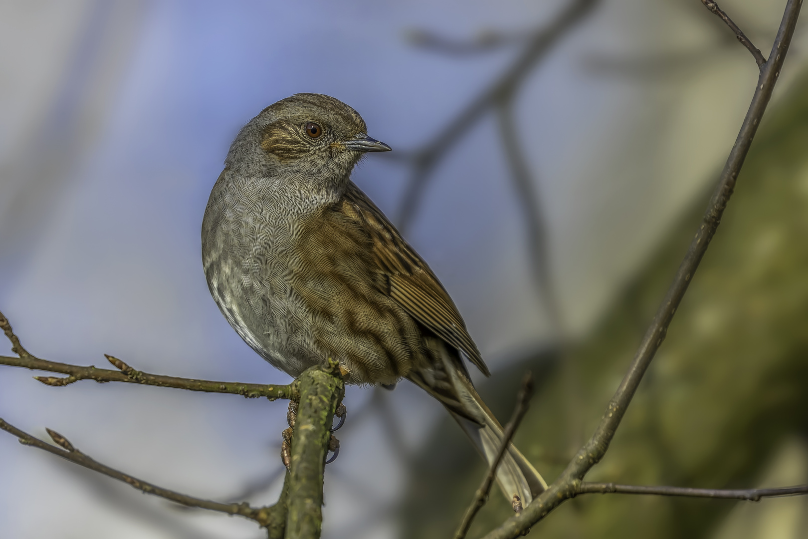 Heckenbraunelle (Prunella modularis)