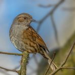 Heckenbraunelle (Prunella modularis)