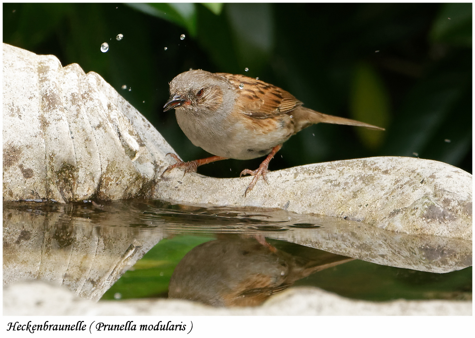 Heckenbraunelle (Prunella modularis)