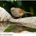 Heckenbraunelle (Prunella modularis)