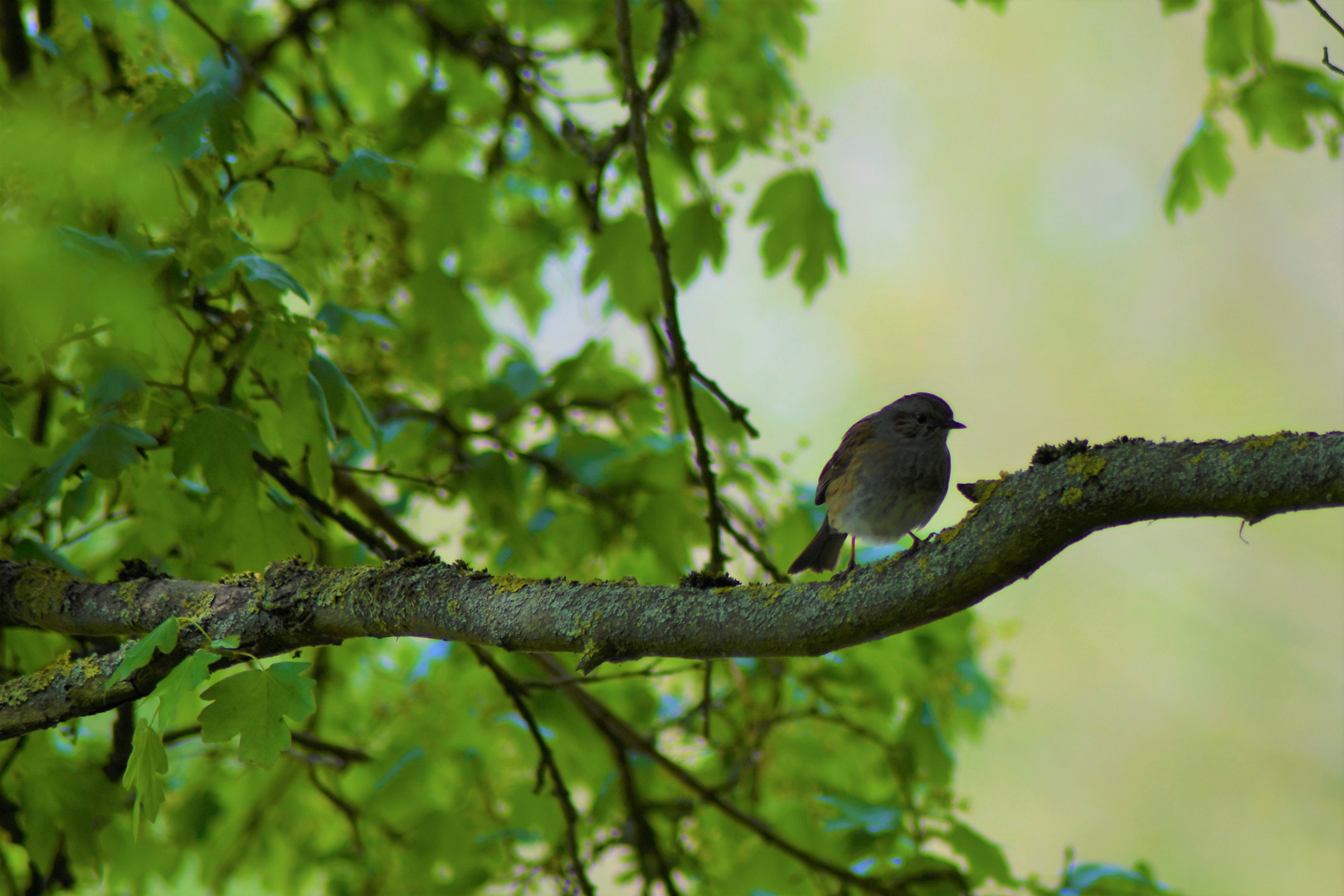 Heckenbraunelle ( Prunella modularis )