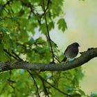 Heckenbraunelle ( Prunella modularis )