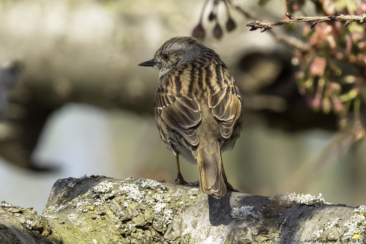 Heckenbraunelle (Prunella modularis) 