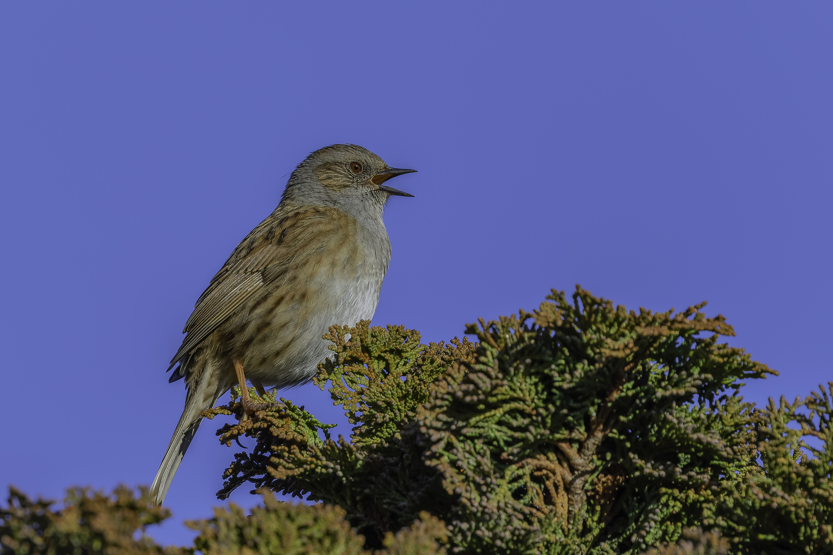 Heckenbraunelle (Prunella modularis)