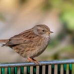 Heckenbraunelle (Prunella modularis)