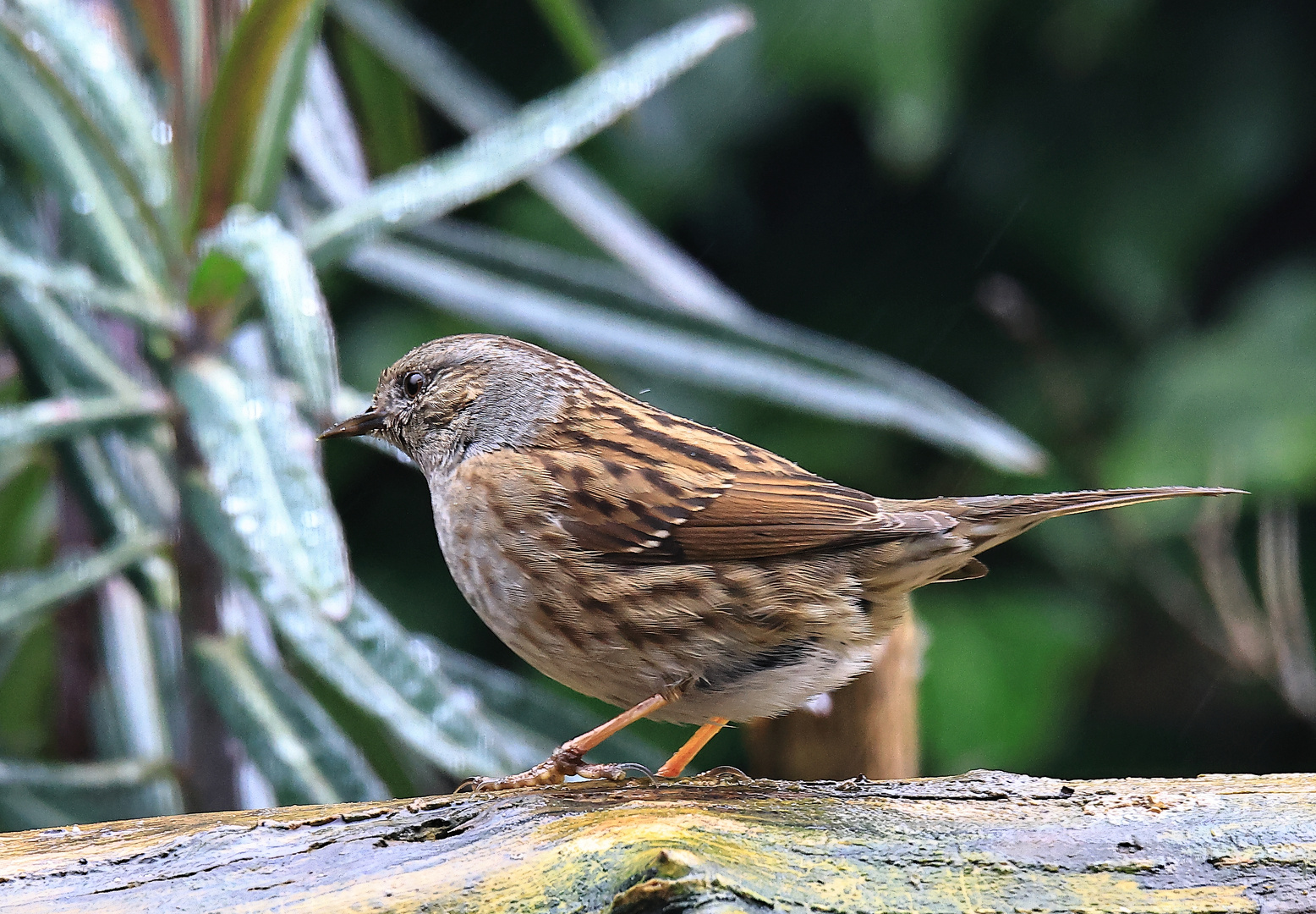 Heckenbraunelle Prunella modularis