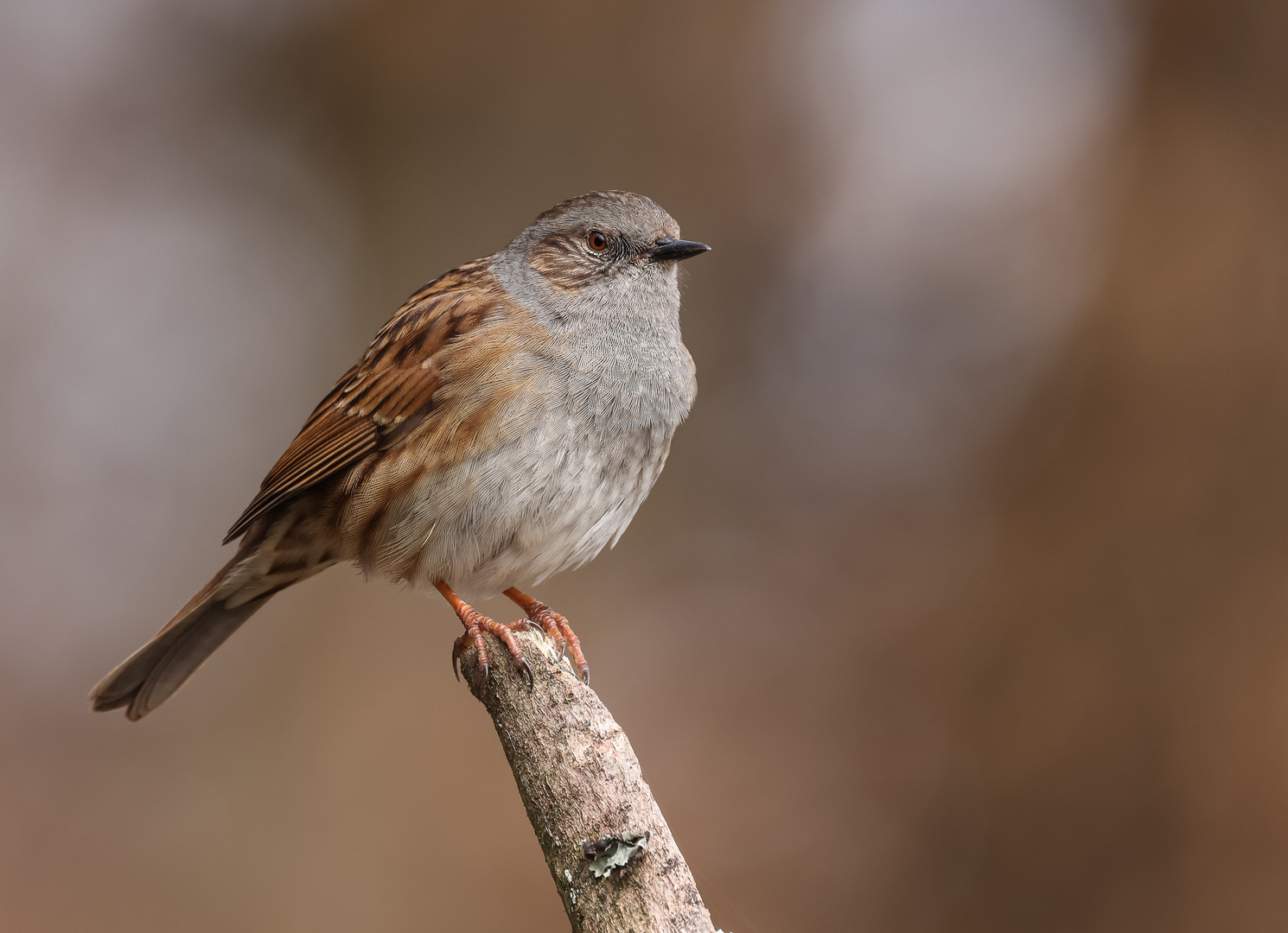 Heckenbraunelle (Prunella modularis)