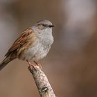 Heckenbraunelle (Prunella modularis)