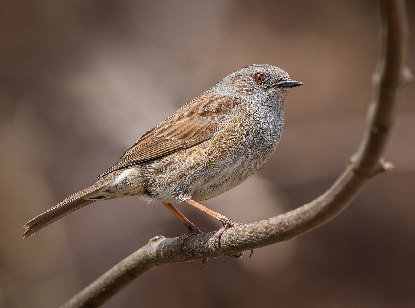 Heckenbraunelle (Prunella modularis)