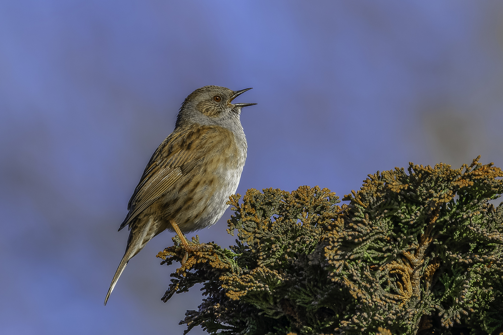 Heckenbraunelle (Prunella modularis)