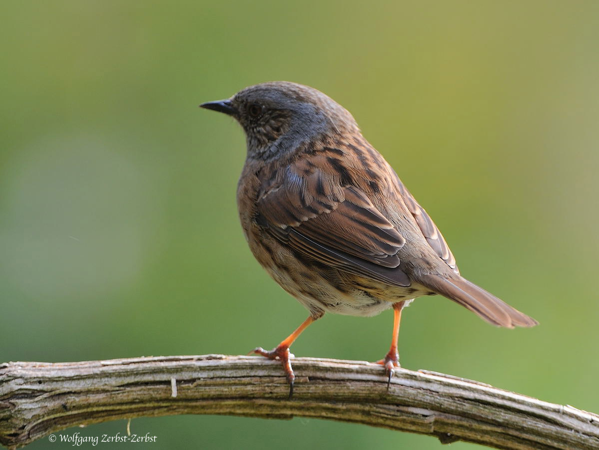 --- Heckenbraunelle --- ( Prunella modularis )