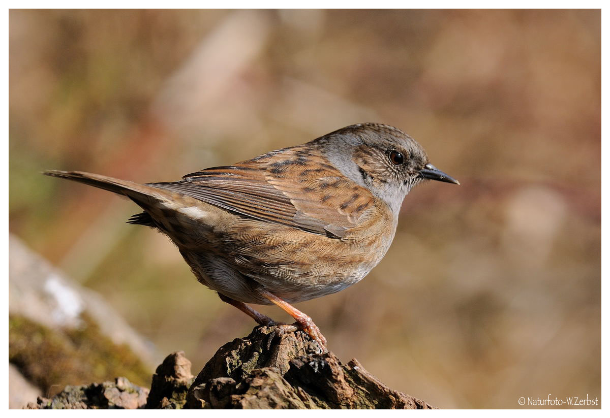 -- Heckenbraunelle -- ( Prunella modularis )