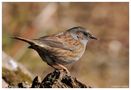 -- Heckenbraunelle -- ( Prunella modularis ) von Wolfgang Zerbst - Naturfoto