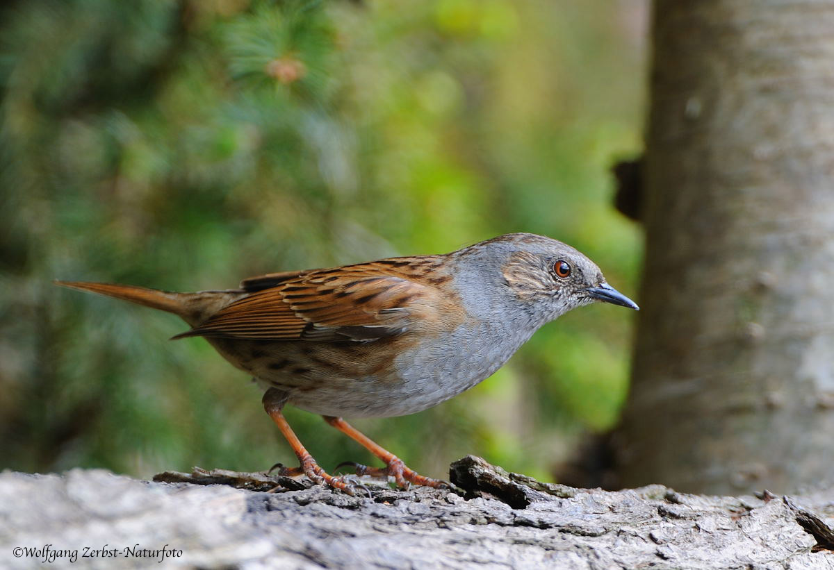 --- Heckenbraunelle --- ( Prunella modularis )