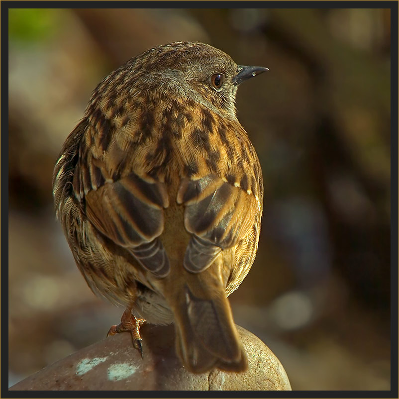 Heckenbraunelle (Prunella modularis) von Helmut Adler