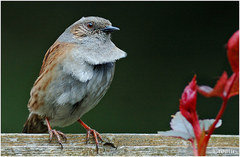 Heckenbraunelle (Prunella modularis)