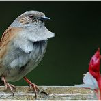 Heckenbraunelle (Prunella modularis)