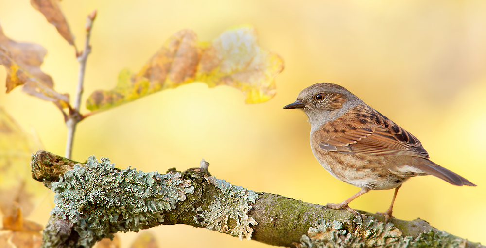 Heckenbraunelle (Prunella modularis)