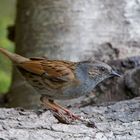 -  HECKENBRAUNELLE - ( Prunella modularis )