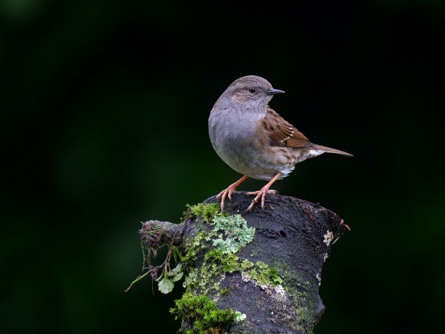 Heckenbraunelle (Prunella modularis)