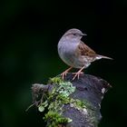 Heckenbraunelle (Prunella modularis)