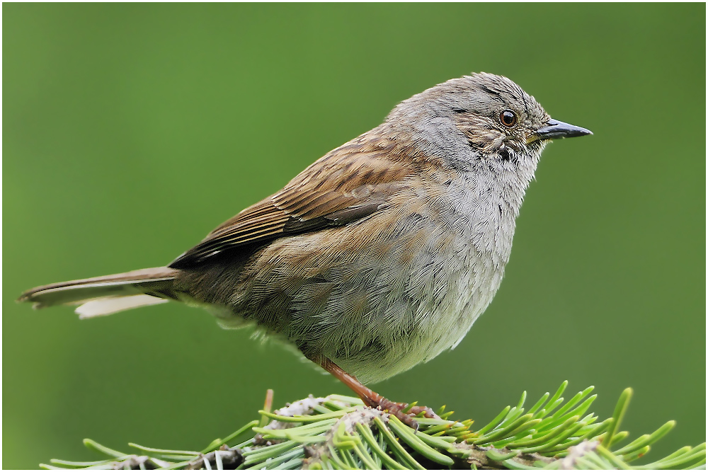 Heckenbraunelle (Prunella modularis)..