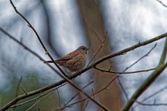 Heckenbraunelle (Prunella modularis)