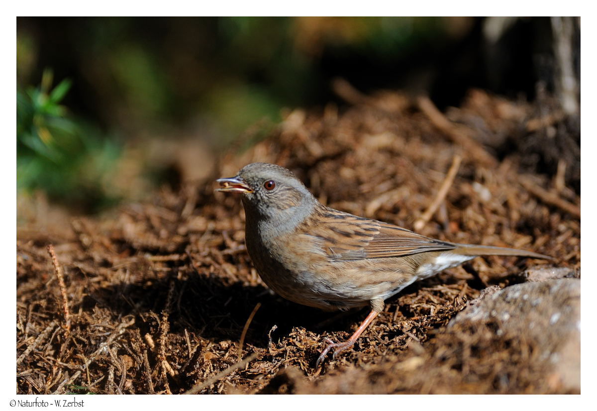 ---- Heckenbraunelle ---- ( Prunella modularis )