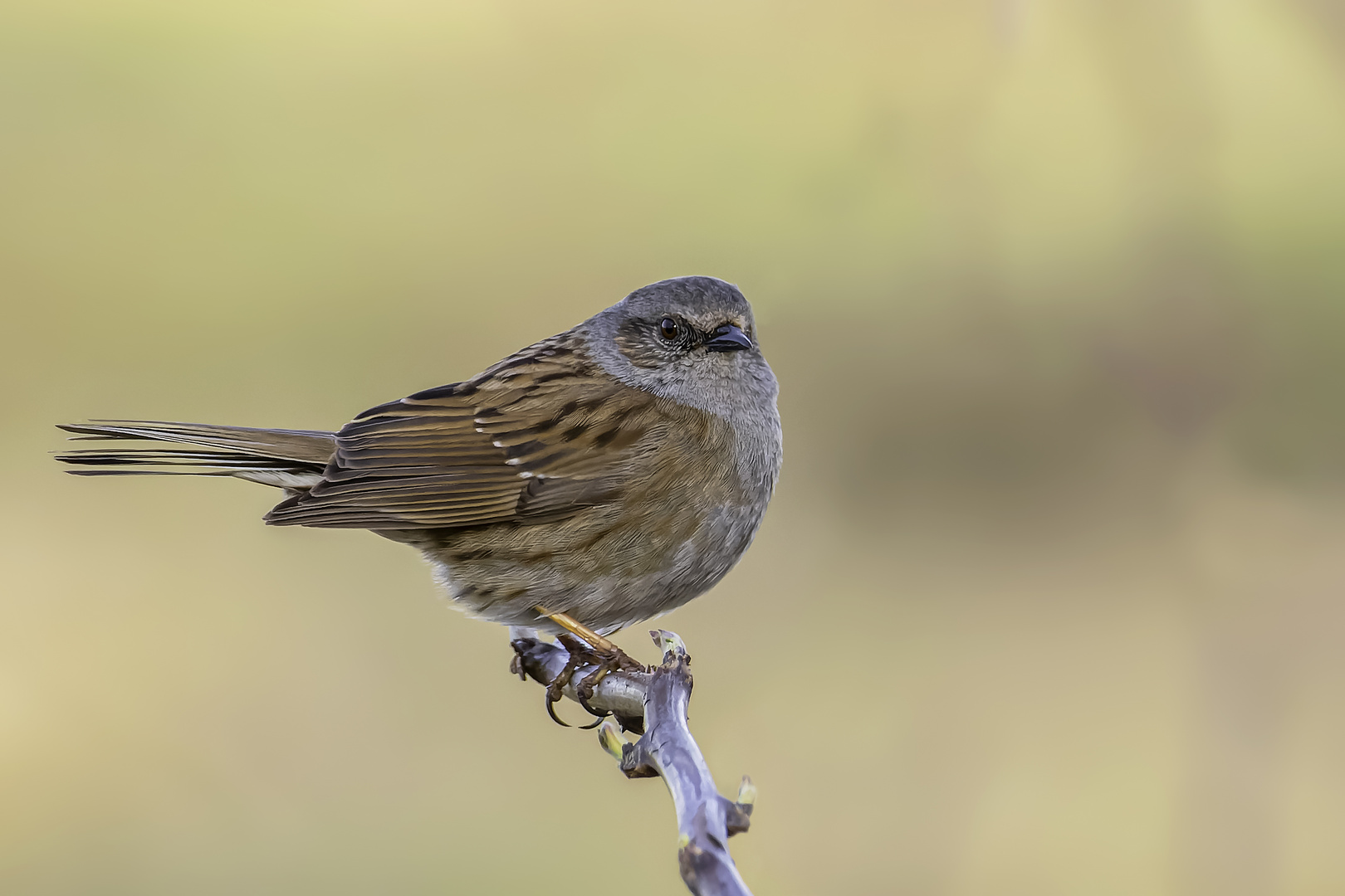 Heckenbraunelle (Prunella modularis)