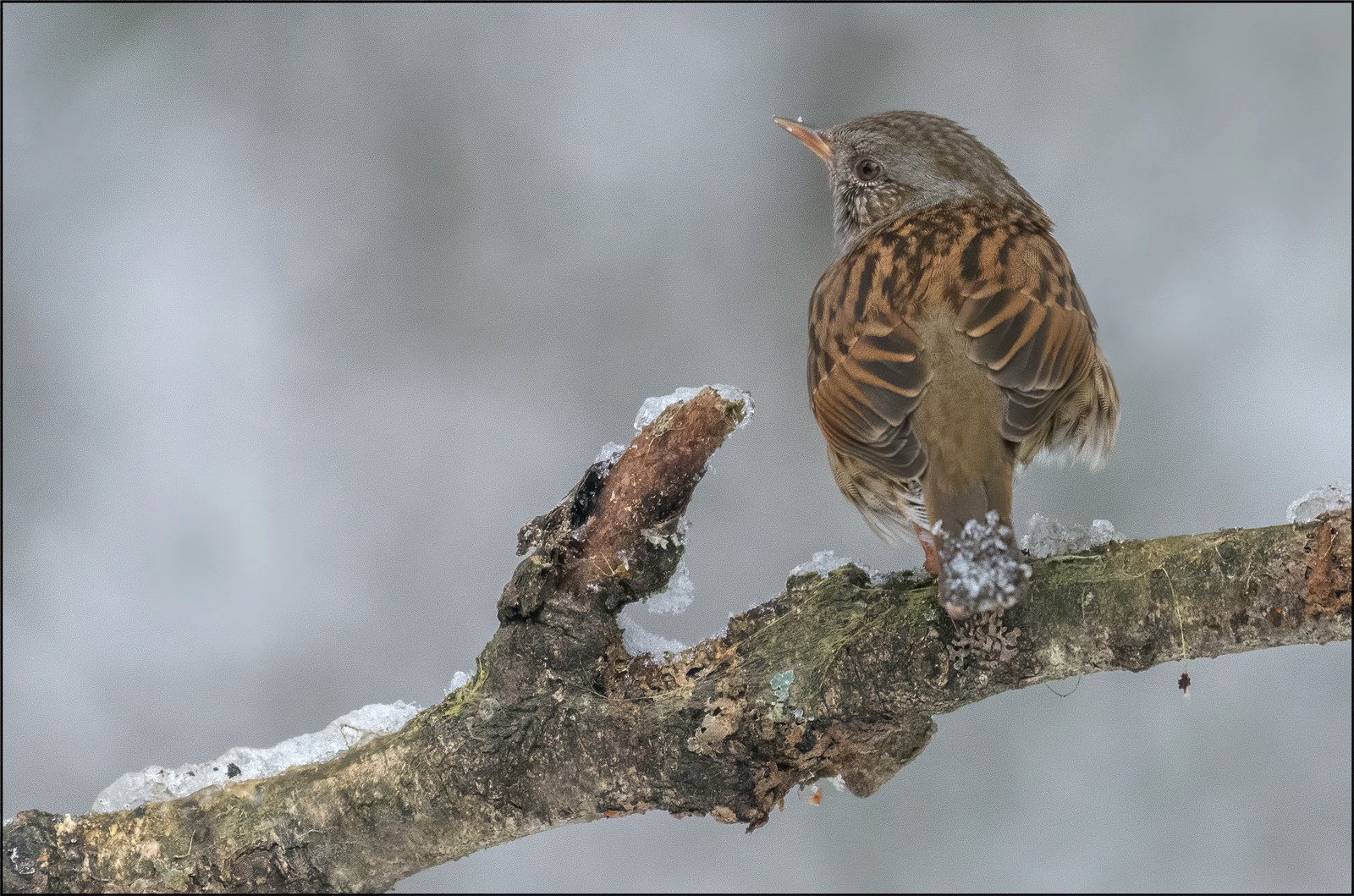 Heckenbraunelle (Prunella modularis )