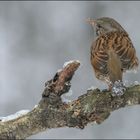 Heckenbraunelle (Prunella modularis )