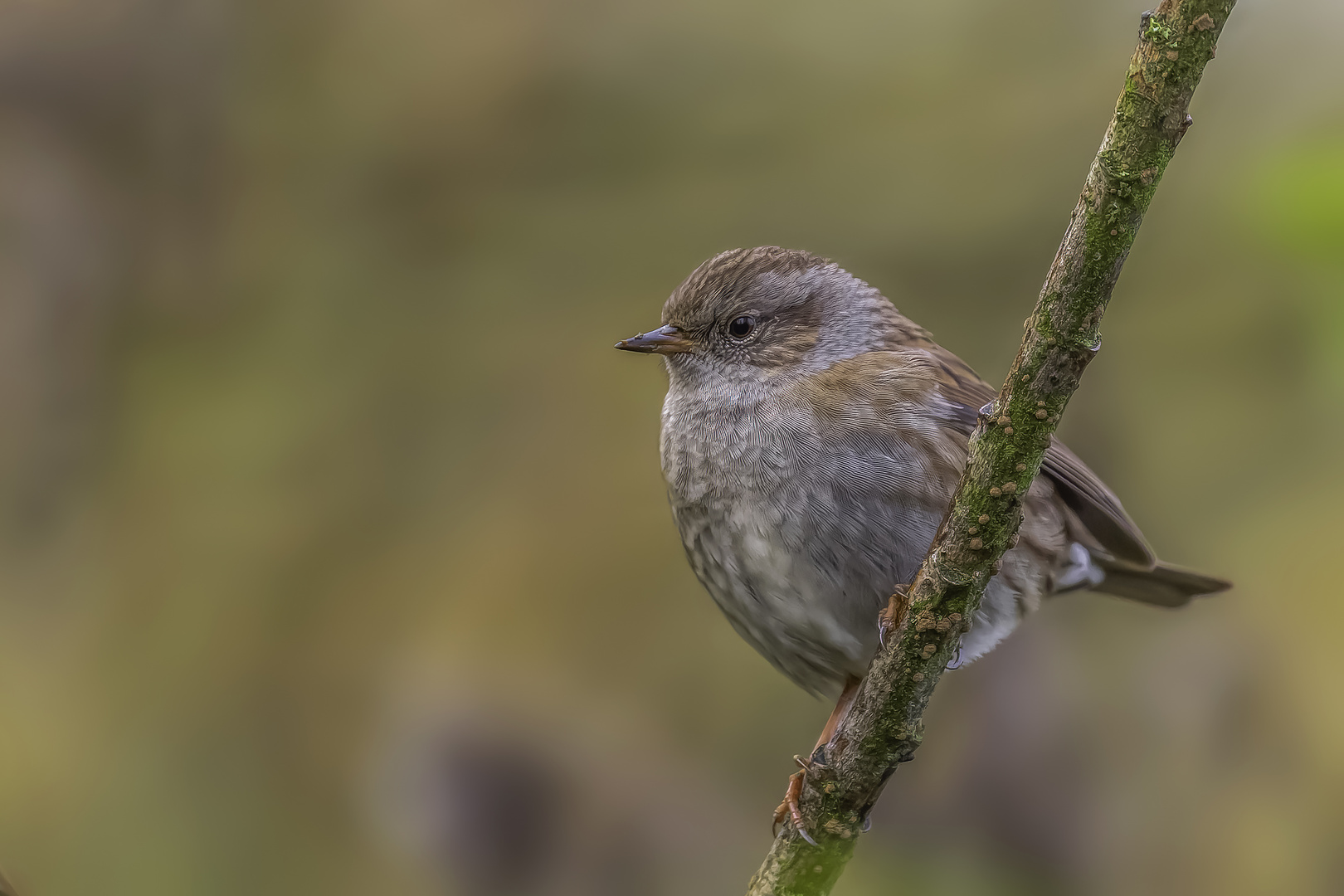 Heckenbraunelle (Prunella modularis)