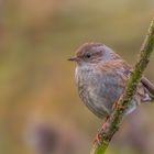 Heckenbraunelle (Prunella modularis)