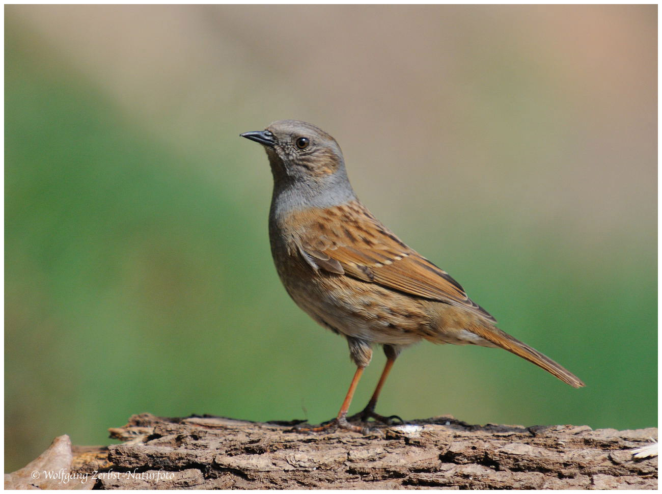 --- Heckenbraunelle --- ( Prunella modularis )