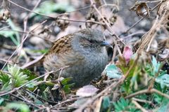 Heckenbraunelle (Prunella modularis)