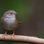 Heckenbraunelle (Prunella modularis)