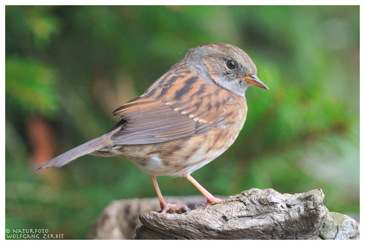 --- Heckenbraunelle --- ( Prunella modularis )