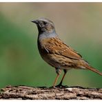 - Heckenbraunelle - ( Prunella modularis )