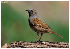 - Heckenbraunelle - ( Prunella modularis )