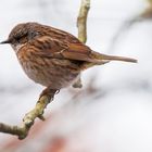 Heckenbraunelle. (Prunella modularis)